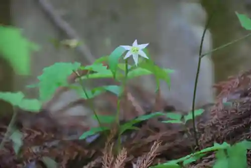 鹿島大神宮の自然