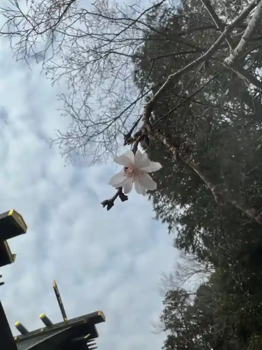櫻木神社(千葉県)