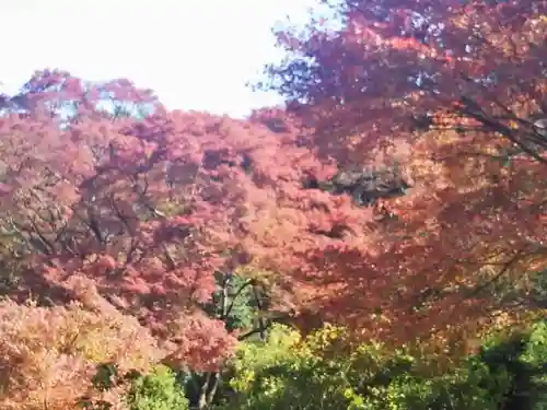 高源寺の自然