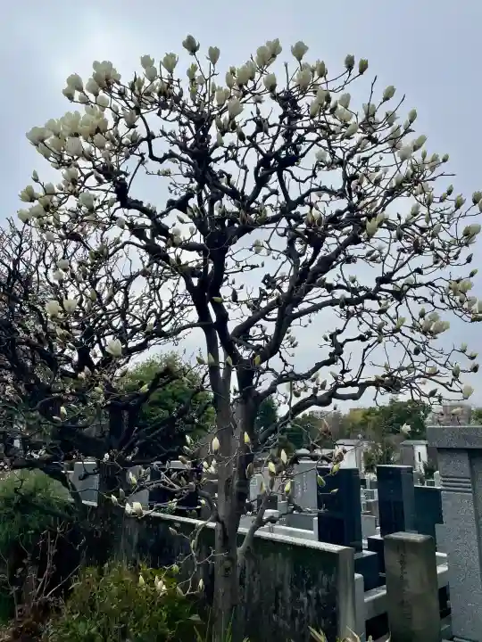 宗善寺の{uncategorized: "未分類", other: "その他", undefined: "問題あり", building: "その他建物", grave: "お墓", sacred_gate: "鳥居", guardian: "狛犬", statue: "像", buddha: "仏像", history: "歴史", nature: "自然", garden: "庭園", animal: "動物", pagoda: "塔", temizu: "手水舎", mountain_gate: "山門・神門", sanctuary: "本殿・本堂", subordinate: "末社・摂社", art: "芸術", scenery: "景色", jizo: "地蔵", ema: "絵馬", goshuin: "御朱印", omikuji: "おみくじ", items: "授与品その他", amulet: "お守り", goshuincho: "御朱印帳", eats: "食事", festival: "お祭り", votive_dance: "神楽", shichigosan: "七五三参", wedding: "結婚式", experience: "体験その他", initially: "初詣", around: "周辺", anti_infection: "感染症対策"}