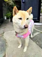 福島八幡宮の動物