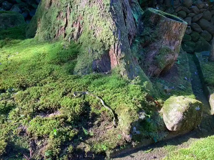 平泉寺白山神社(福井県)