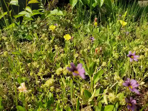 川北住吉神社の自然