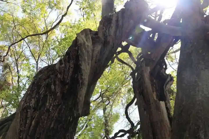 藤稲荷神社の自然