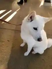 矢切神社の動物