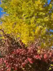 富知六所浅間神社の自然