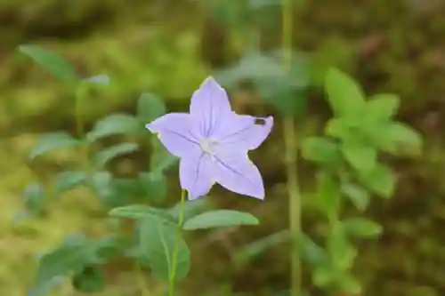 高台寺（高台寿聖禅寺・高臺寺）(京都府)