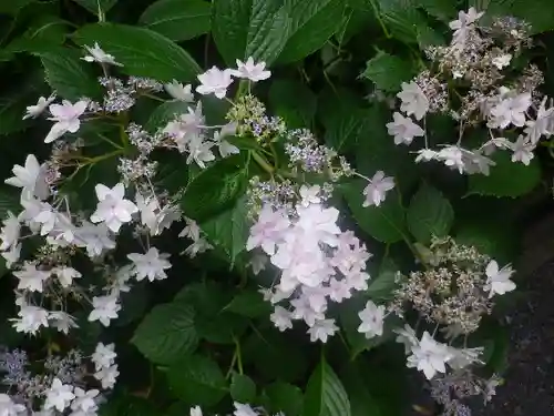 實相寺（実相寺）の自然
