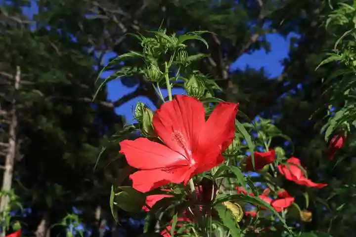 阿久津「田村神社」(郡山市阿久津町)旧社名:伊豆箱根三嶋三社の庭園