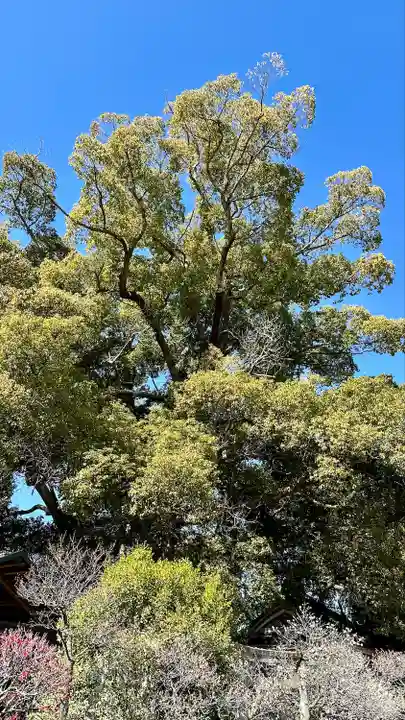 道明寺天満宮(大阪府)