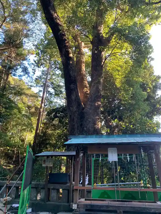 久能山東照宮の自然