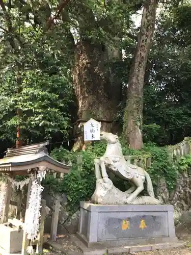八幡朝見神社の自然