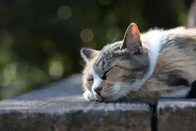 玉野御嶽神社(愛知県)