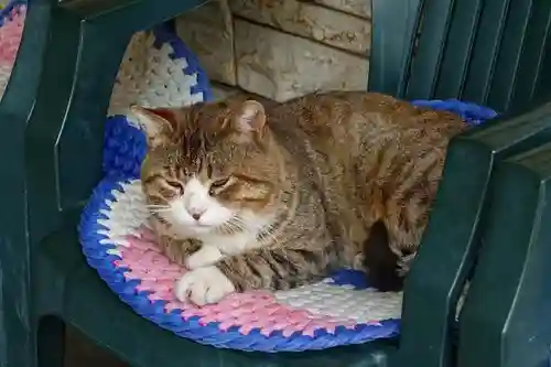 南法華寺（壷阪寺）の動物