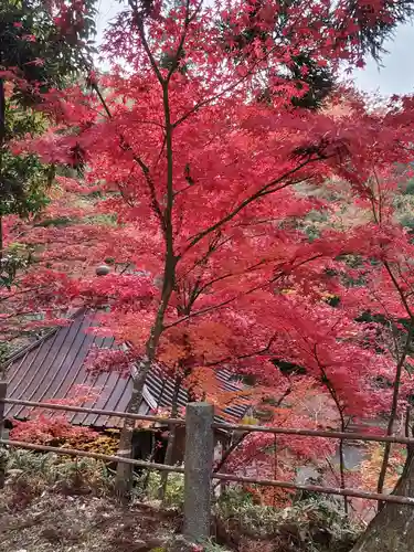 普門院（文知摺観音）の自然