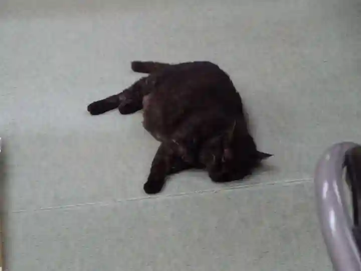 弥生神社の動物