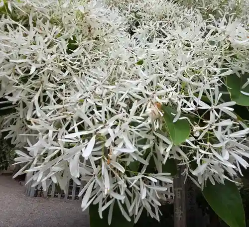沙沙貴神社(滋賀県)