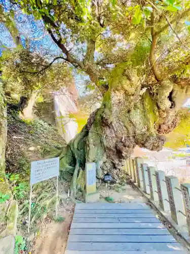 楽法寺（雨引観音）の{uncategorized: "未分類", other: "その他", undefined: "問題あり", building: "その他建物", grave: "お墓", sacred_gate: "鳥居", guardian: "狛犬", statue: "像", buddha: "仏像", history: "歴史", nature: "自然", garden: "庭園", animal: "動物", pagoda: "塔", temizu: "手水舎", mountain_gate: "山門・神門", sanctuary: "本殿・本堂", subordinate: "末社・摂社", art: "芸術", scenery: "景色", jizo: "地蔵", ema: "絵馬", goshuin: "御朱印", omikuji: "おみくじ", items: "授与品その他", amulet: "お守り", goshuincho: "御朱印帳", eats: "食事", festival: "お祭り", votive_dance: "神楽", shichigosan: "七五三参", wedding: "結婚式", experience: "体験その他", initially: "初詣", around: "周辺", anti_infection: "感染症対策"}