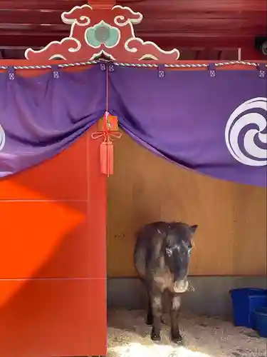 神田神社（神田明神）の動物
