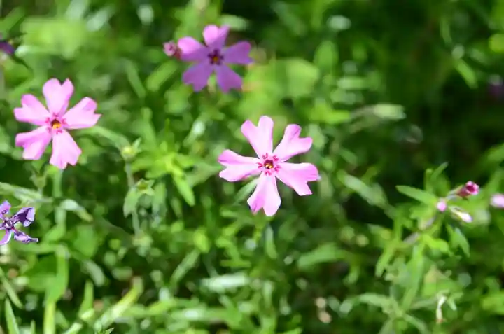 生田神社(兵庫県)