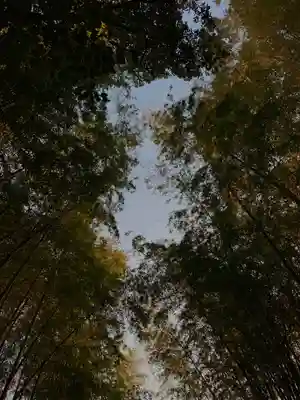 皇産霊神社の自然