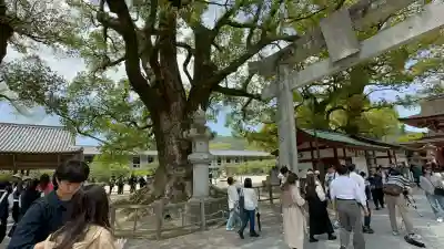 太宰府天満宮の鳥居