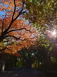 相馬神社の自然(2025年10月20日(月) 08時59分43秒投稿)