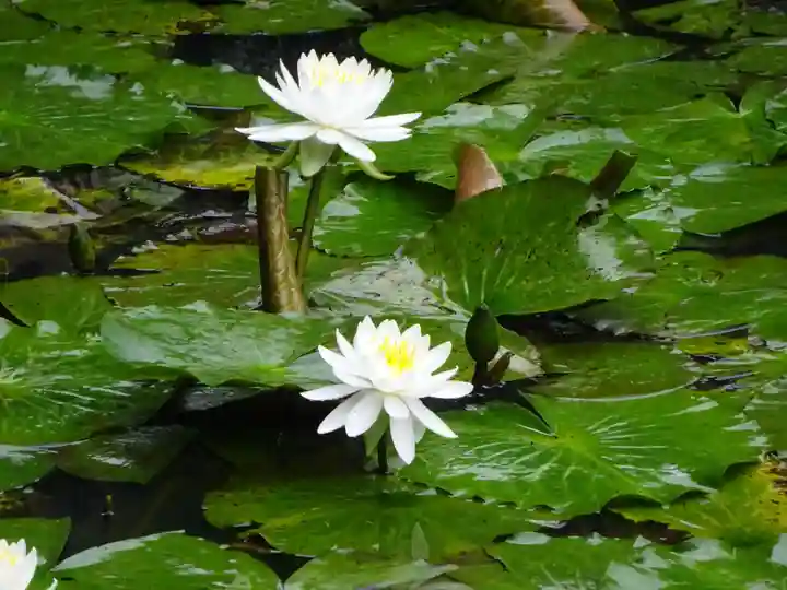 天台宗 長窪山 正覚寺の自然