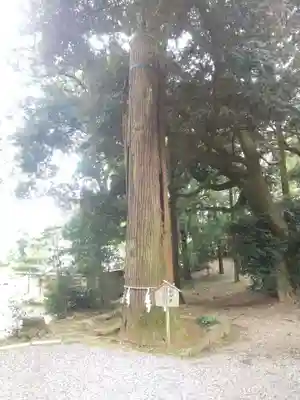 間々田八幡宮(栃木県)