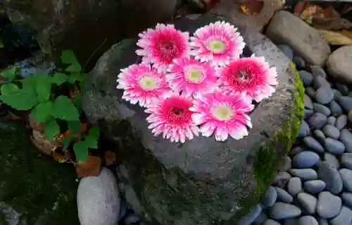 帯廣神社の鳥居