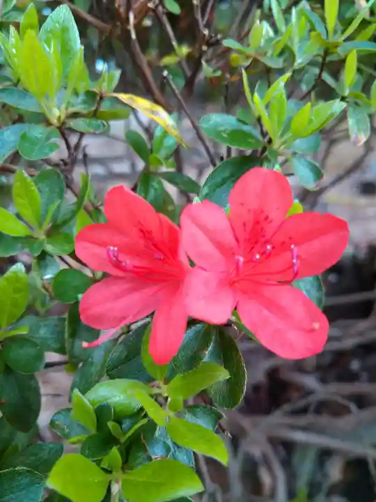 阿智神社の自然