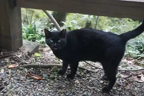 唐澤山神社の動物