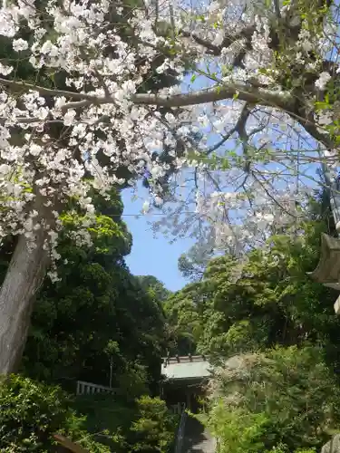 甘縄神明神社（甘縄神明宮）の自然