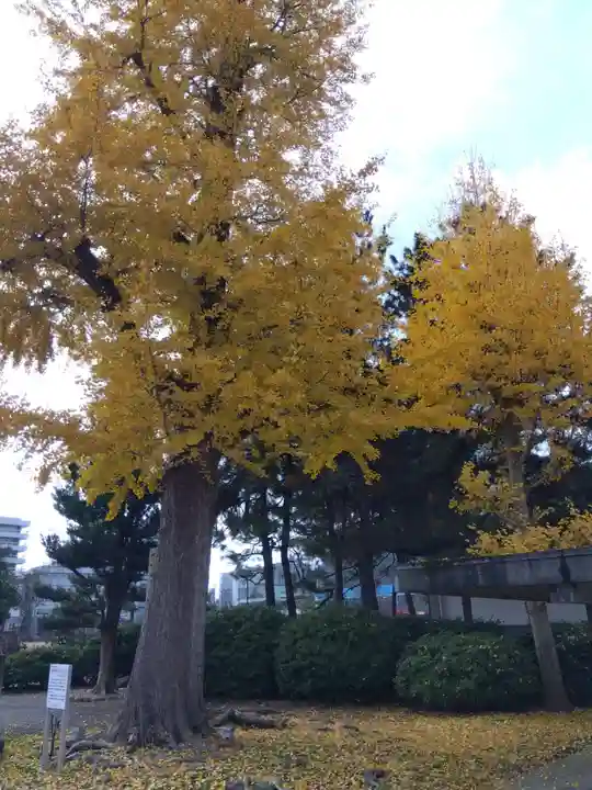 福井神社(福井県)