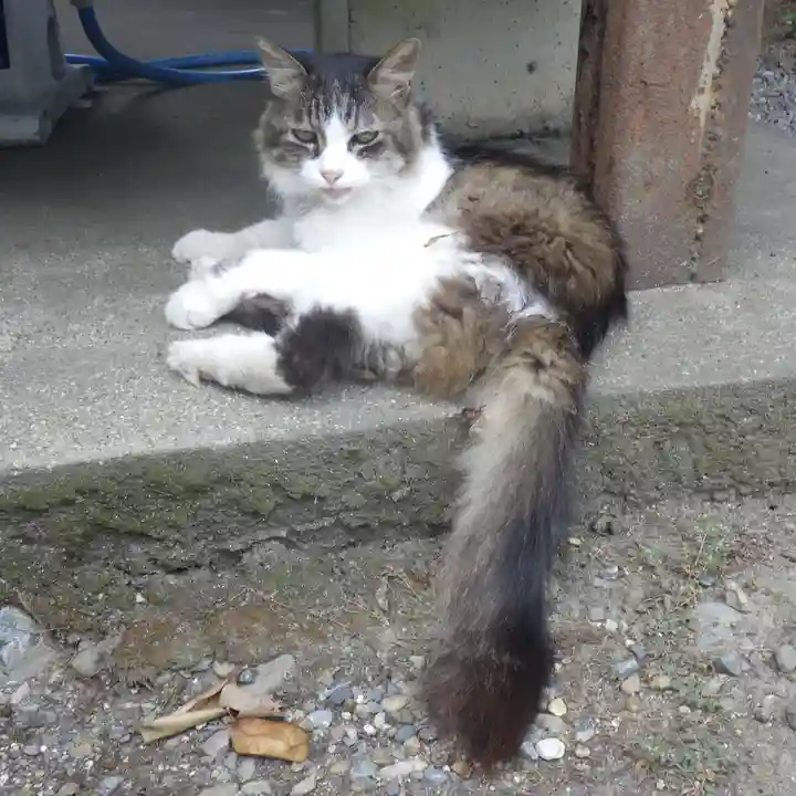 梅宮大社の動物