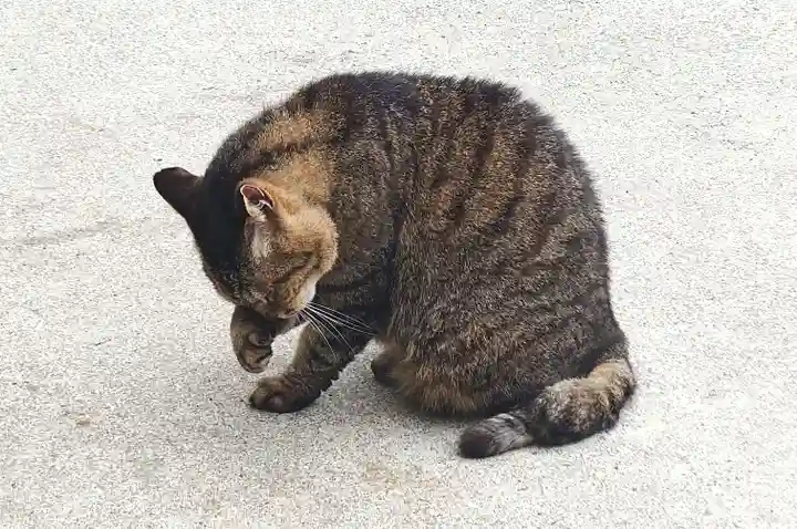 所澤神明社(埼玉県)