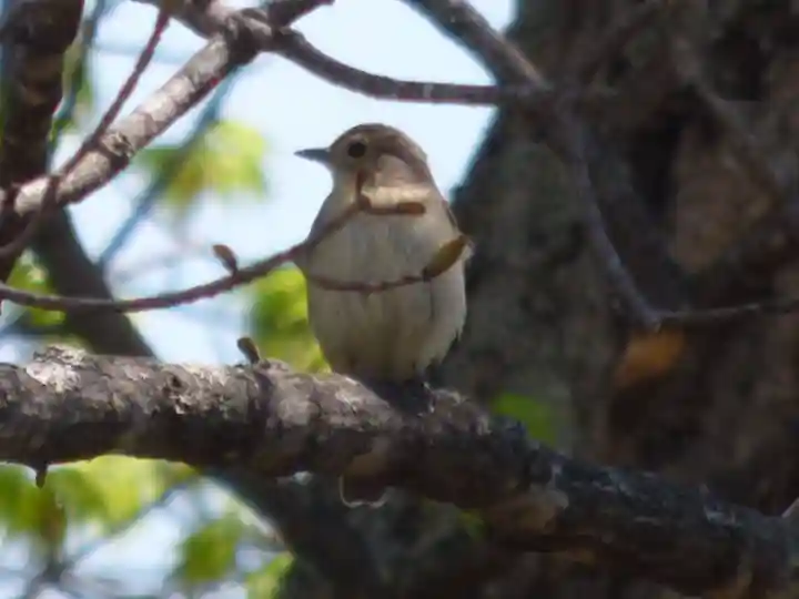 留辺蘂神社の動物