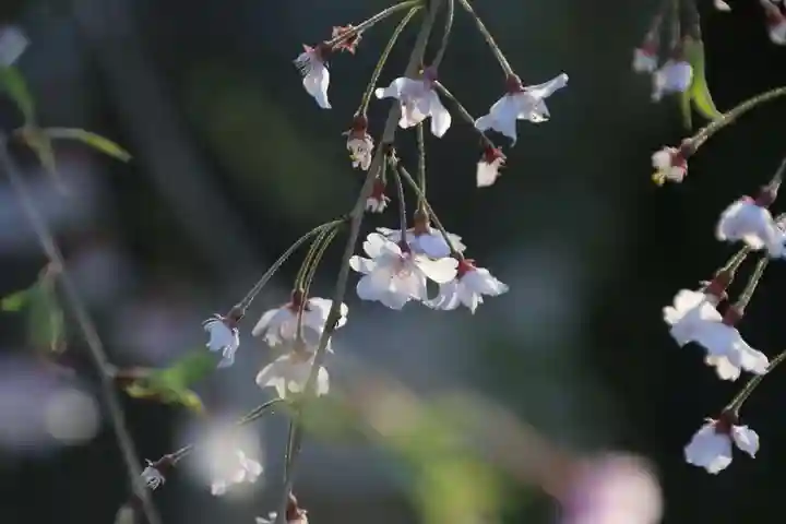 神炊館神社 ⁂奥州須賀川総鎮守⁂の自然