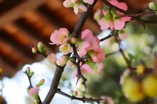 三津厳島神社の自然