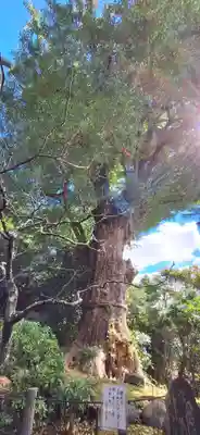 荏柄天神社(神奈川県)