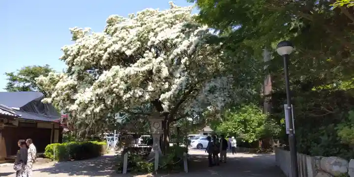 沙沙貴神社(滋賀県)