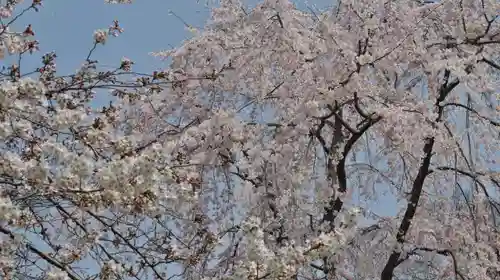 平野神社の自然