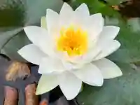 真言宗 善通寺派 薬王寺(香川県)