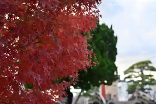 鶴岡八幡宮の自然