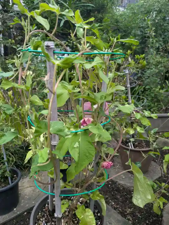 谷中 妙福寺(東京都)