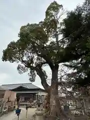 菅原天満宮（菅原神社）(奈良県)