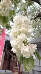 赤城神社の自然