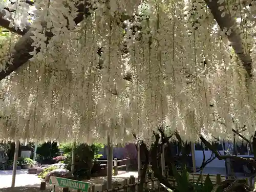 吉祥寺の御朱印