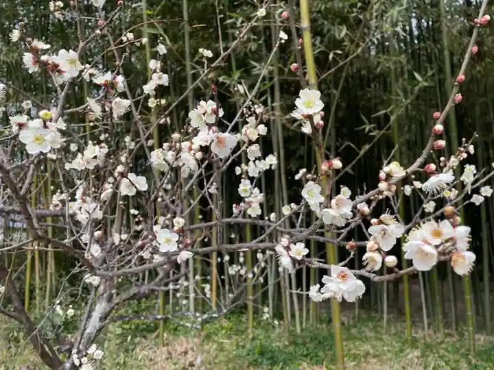 大覚寺(京都府)