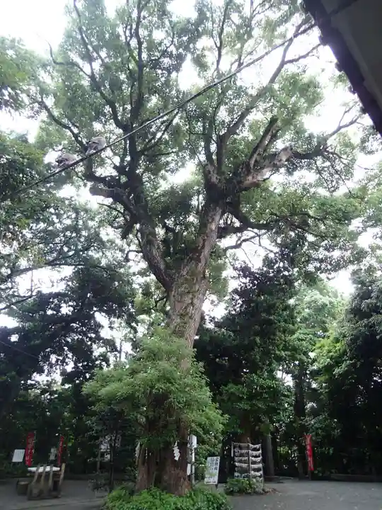 八雲神社(鎌倉・大町)の自然